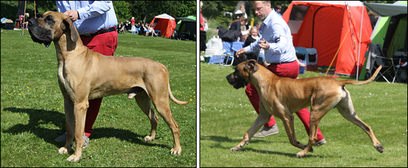 Diego at Vnersborg Int Dogshow