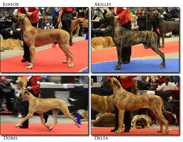 Pics from Lidkping Nat Dogshow 