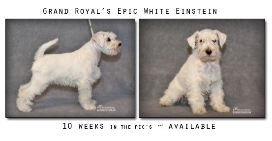 Grand Royal's Epic White Einstein