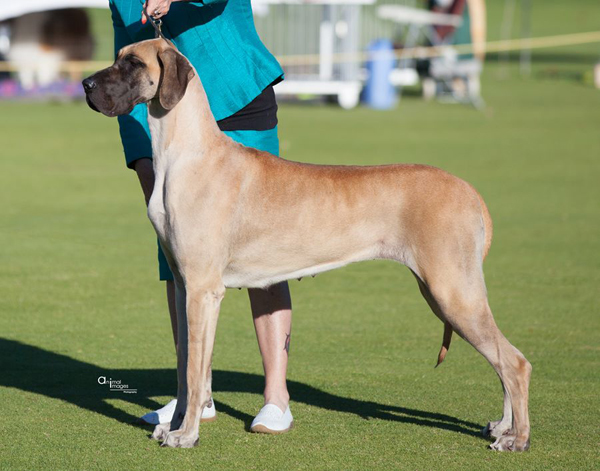 Funky winning Best of Breed and Junior in group