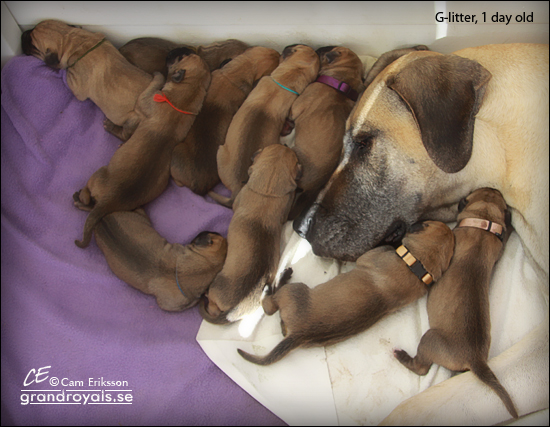 G-litter, 1 day old