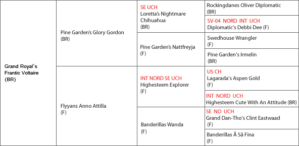 Akilles pedigree